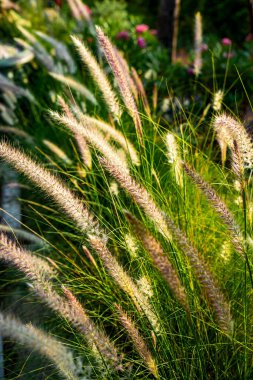 Imperata silindiri Beauv veya Fourtain otları doğada