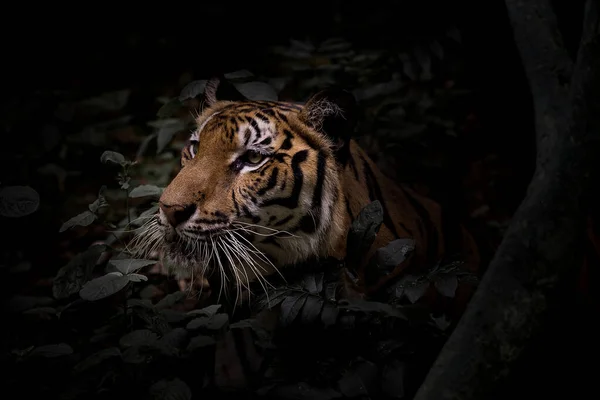 Tiger Verstecken Sich Wald Und Warten Auf Ihre Beute — Stockfoto