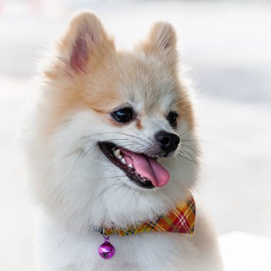 Pomeranian borsa eşarbı takıyor