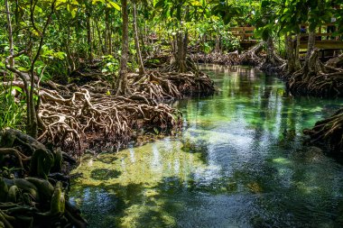 Khlong Nam Sai veya Emerald Pool, Tayland 'da bir turistik merkezdir..