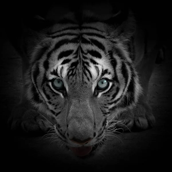 white tiger face on black background