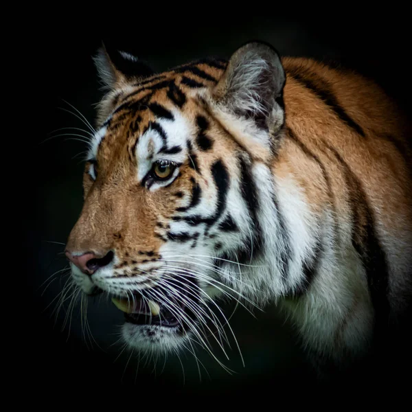 Tiger Face Black Background — Stockfoto