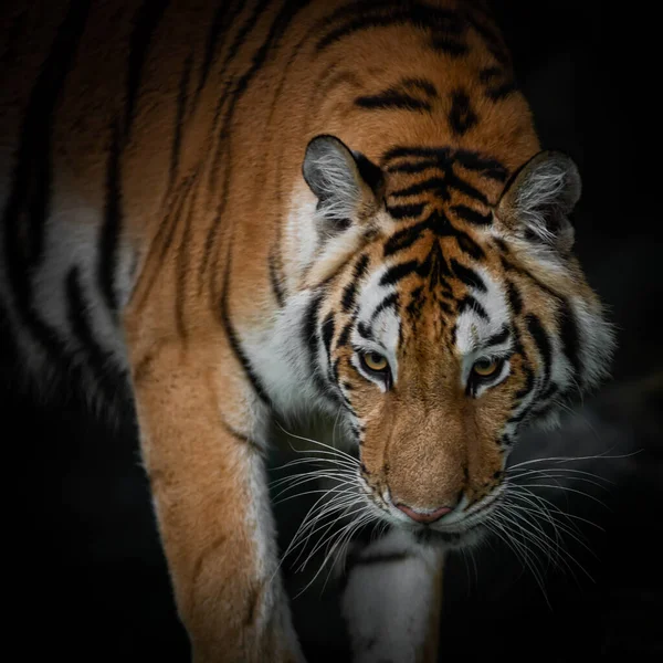 Twarz Tygrysa Czarnym Tle — Zdjęcie stockowe