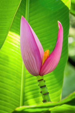 Muz tomurcuğu ya da muz çiçeği, yeşil yapraklı muz ağacından muz çiçeği..