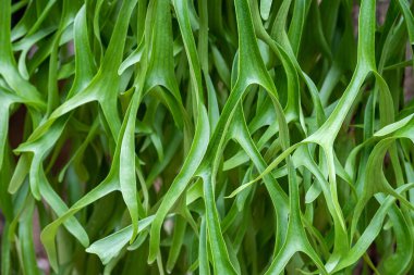 Platycerium superbum (yaygın olarak staghorn eğreltiotu olarak bilinir), eğreltiotunun bir platin türüdür.)
