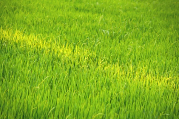 Smuga Zielone Pola Ryżu Zbliżenie Zielonych Roślin Ryżu Światło Uderza — Zdjęcie stockowe