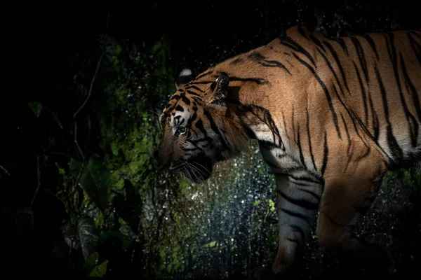 Tigre Marchant Recherche Nourriture Dans Forêt Nature Des Mammifères — Photo
