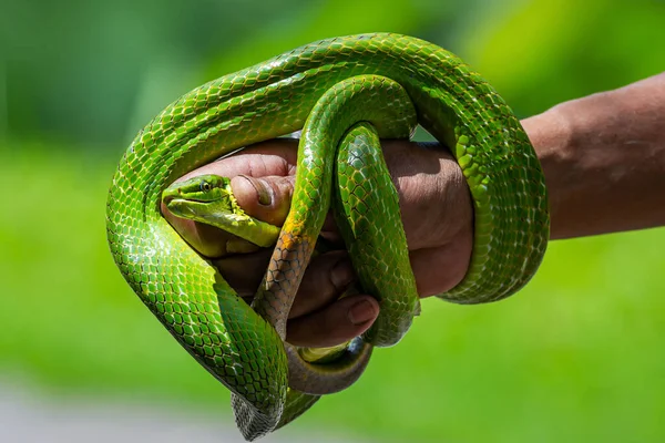 Homem Segurando Uma Cobra Verde Com Próprias Mãos — Fotografia de Stock