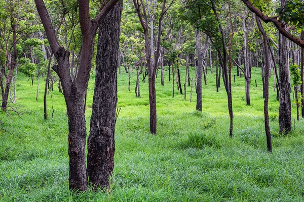 Forest Conservation Areas in Thailand