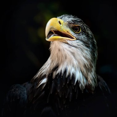 Kel kartal, Amerikan yırtıcı kuşu.