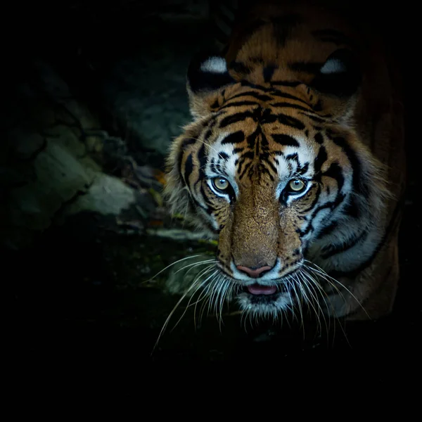 Tigrar Födosöker Skogen Natten Det Däggdjurs Vana — Stockfoto