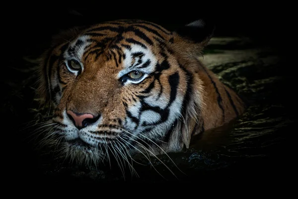 Tigre Baja Cazar Estanque Por Noche — Foto de Stock