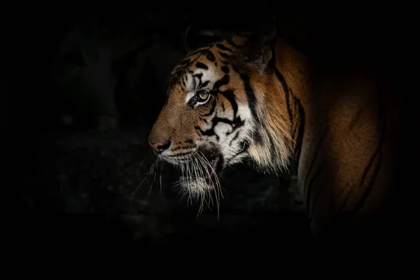 Tigers Foraging Food Night — Stock Photo, Image