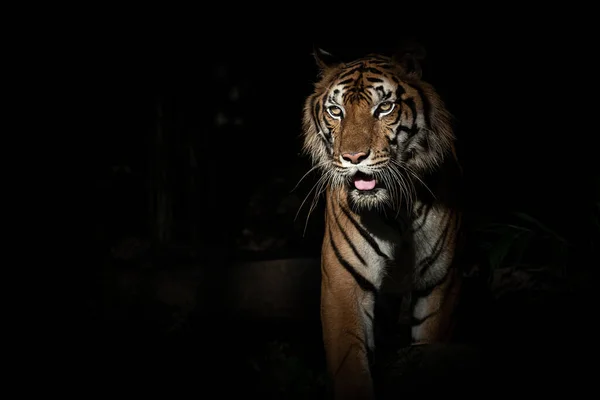 Tigres Forrageando Para Comida Noite — Fotografia de Stock