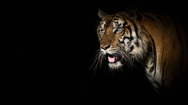 Tiger Face Black Background —  Fotos de Stock