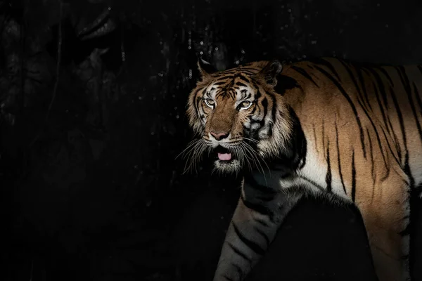 Tigre Caminando Buscando Alimento Bosque Naturaleza Los Mamíferos —  Fotos de Stock
