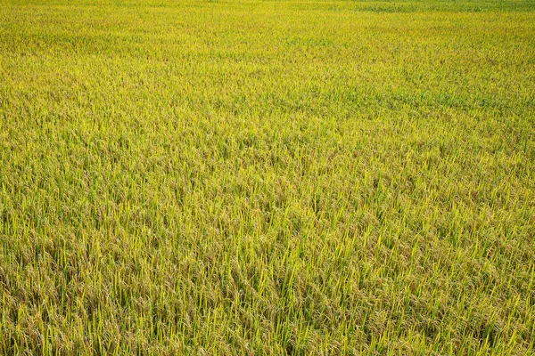 Piękne Złote Pola Ryżu Pojęcia Rolnictwa Lub Krajobrazu — Zdjęcie stockowe