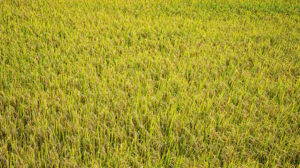 Beautiful Golden Rice Fields Agriculture Landscape Concepts — Stock Photo, Image