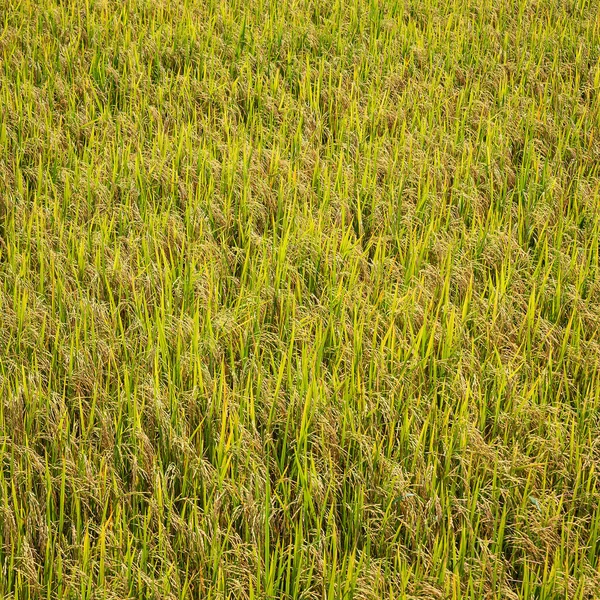 Piękne Złote Pola Ryżu Pojęcia Rolnictwa Lub Krajobrazu — Zdjęcie stockowe
