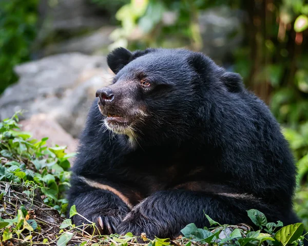 Азиатский Черный Медведь Ursus Thibetanus — стоковое фото