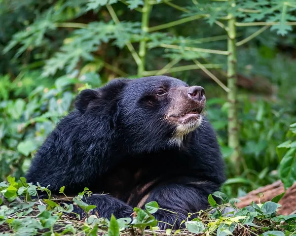 Азиатский Черный Медведь Ursus Thibetanus — стоковое фото