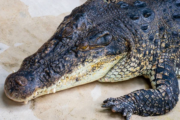 Крупным Планом Фото Головы Крокодила — стоковое фото