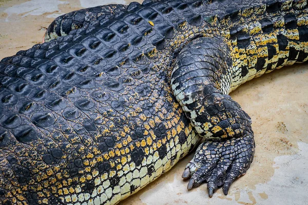 Крупным Планом Фото Тела Крокодила — стоковое фото