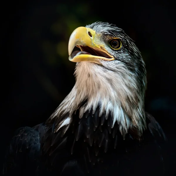 Kel kartal, Amerikan yırtıcı kuşu.