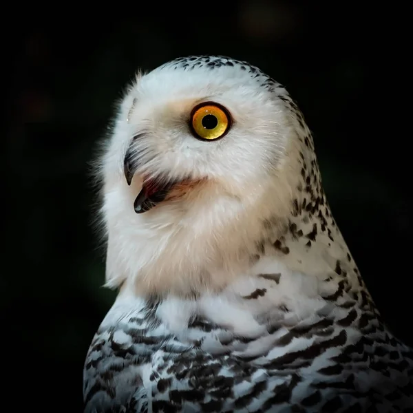 一张雪地猫头鹰的特写照片 有着美丽的闪闪发光的黄眼睛 — 图库照片
