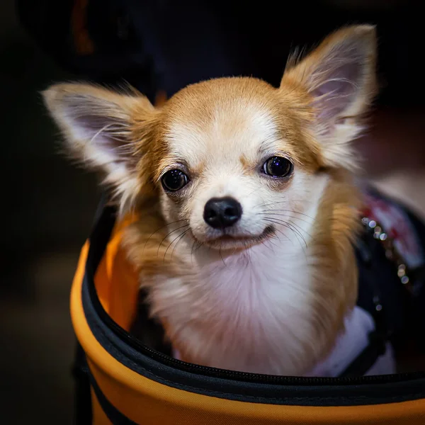 The chihuahua is in a cute stroller.