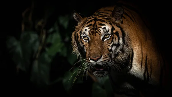 Tigre Desce Para Caçar Numa Lagoa Noite — Fotografia de Stock