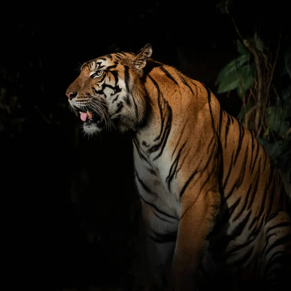 Tiger Περπάτημα Αναζήτησης Στο Δάσος Φύση Των Θηλαστικών — Φωτογραφία Αρχείου