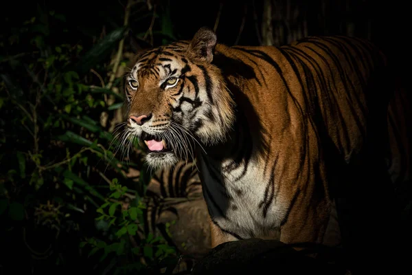 老虎在森林里觅食 哺乳动物的本性 — 图库照片