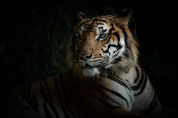Tigre Acostado Relajado Bosque —  Fotos de Stock