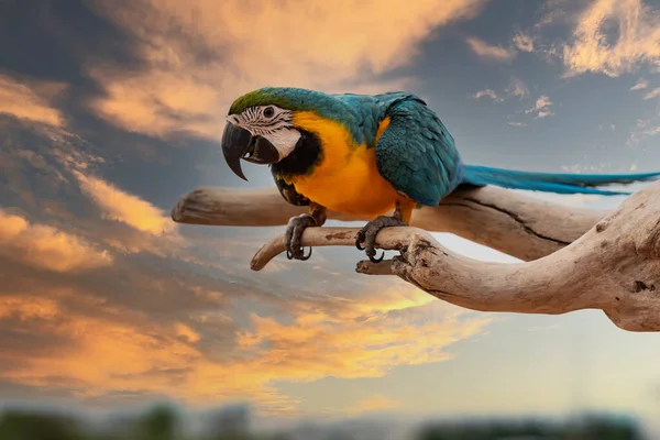 Portrait Shots Blue Gold Neotropical Parrots Macaws Branches Leaves Everywhere — Stock Photo, Image