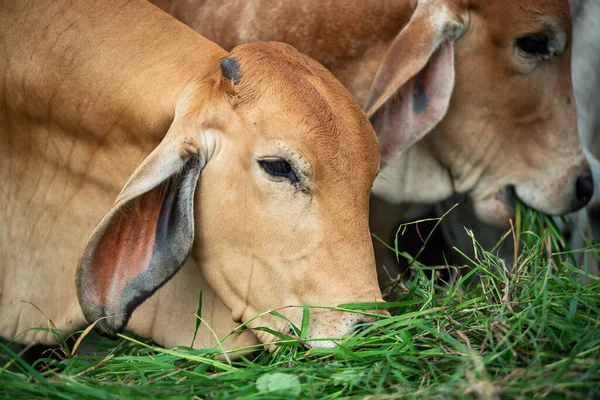 Ταϊλανδέζικες Αγελάδες Μπράχμαν Κόκκινες Αγελάδες Γκρίζες Αγελάδες Αγελάδες Που Τρώνε — Φωτογραφία Αρχείου