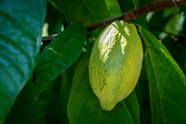 Close Plant Fresh Cacao Pods Criollo Forastero Trinitario Cocoa Beans — Foto de Stock