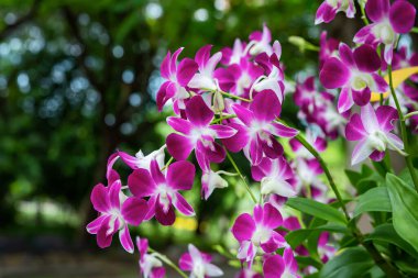 Purple orchids in the garden and many more flowers in the parks in Thailand.