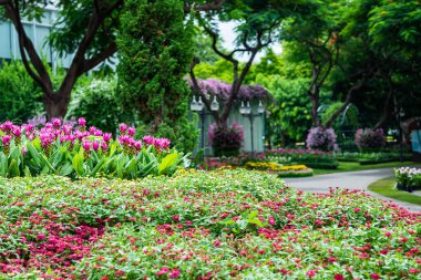 Many kinds of flowers in the parks in Thailand