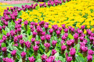 Many kinds of flowers in the parks in Thailand