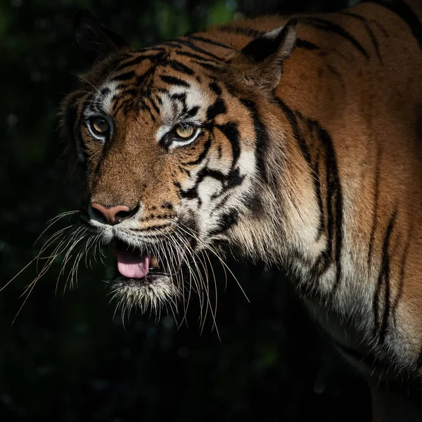 Tigerpromenader Skogen Däggdjurens Natur — Stockfoto