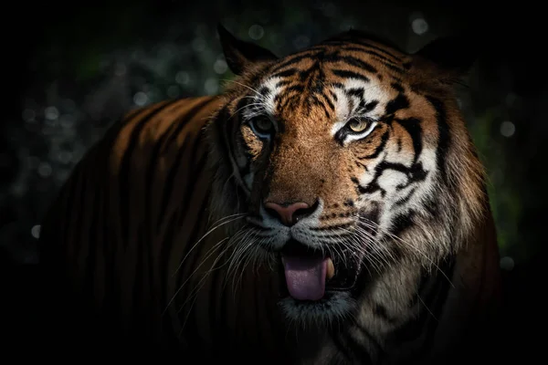 Tiger Walking Foraging Forest Nature Mammals — Stock Photo, Image