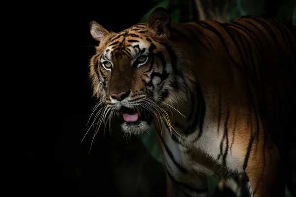 老虎夜间在森林里觅食这是哺乳动物的习性 — 图库照片
