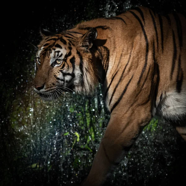 Tigre Caminhando Forrageamento Floresta Natureza Dos Mamíferos — Fotografia de Stock