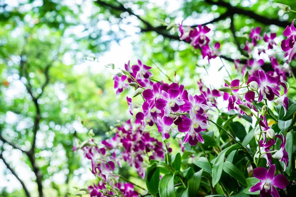 Purple Orchids Garden Many More Flowers Parks Thailand — Stock Fotó