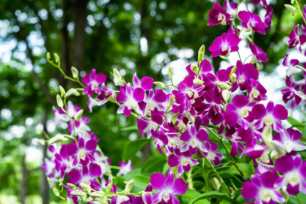 Purple Orchids Garden Many More Flowers Parks Thailand — Stock Fotó