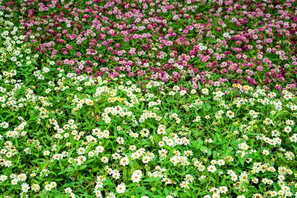 Many Kinds Flowers Parks Thailand — 图库照片