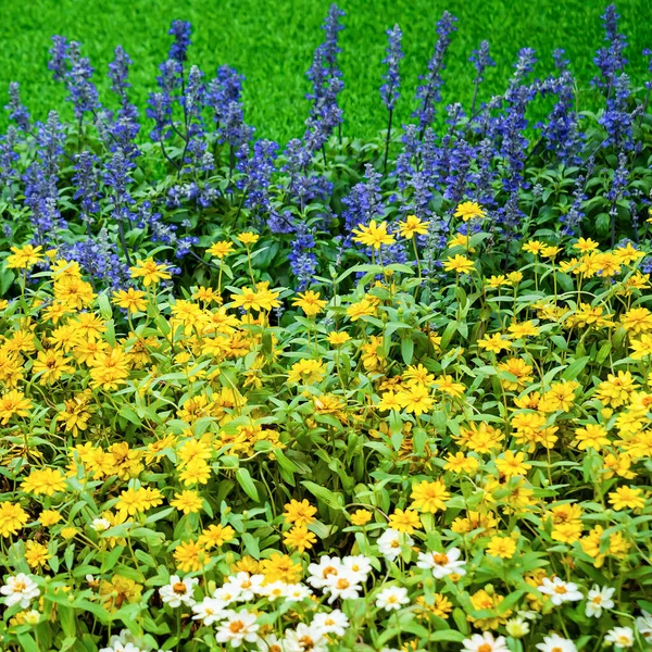 Many Kinds Flowers Parks Thailand — Stockfoto