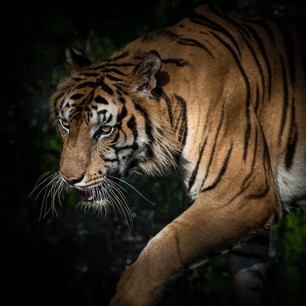 Тигры Кормятся Лесу Ночью Такова Привычка Млекопитающих Стоковое Фото