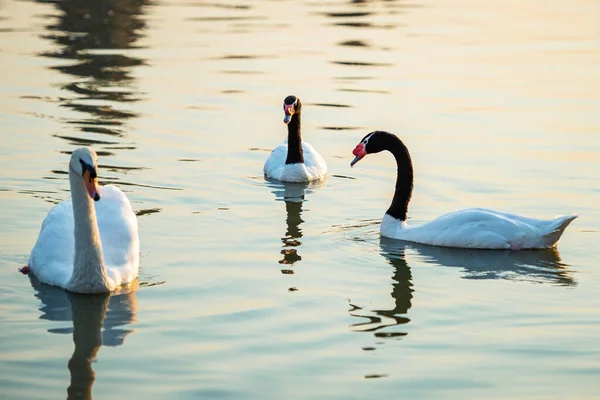 Swans Black Necked Swans Enjoy Swimming River — Stock Photo, Image